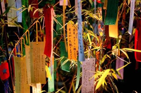 Thực tập sinh Nhật Bản: Lễ hội Ngưu Lang Chức Nữ ở Nhật Bản